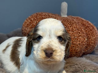 Cocker Spaniel dogs - Advert 10