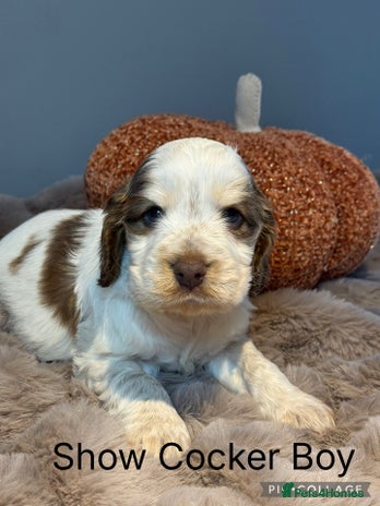 Cocker Spaniel dogs - Advert 3