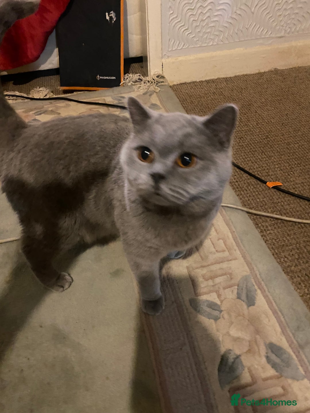 British Shorthair cats for sale: female - Advert 4