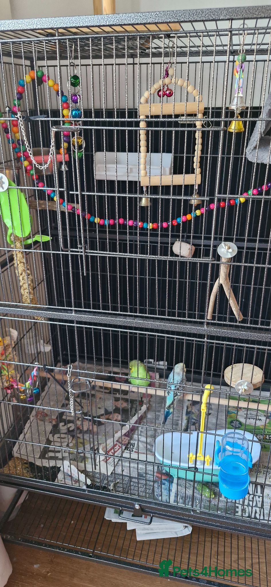 Budgerigars birds Baby budgies and cage - Advert 1