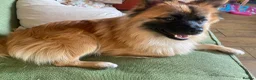 Mixed Breed dogs for sale:     German Spitz x Pomeranian | Loving Family Dog  in London - Advert 9
