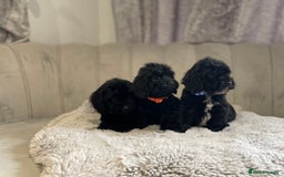 Cockapoo dogs for sale:  pra clear cockapoo puppy’s ready in 1 weeks - Image 12