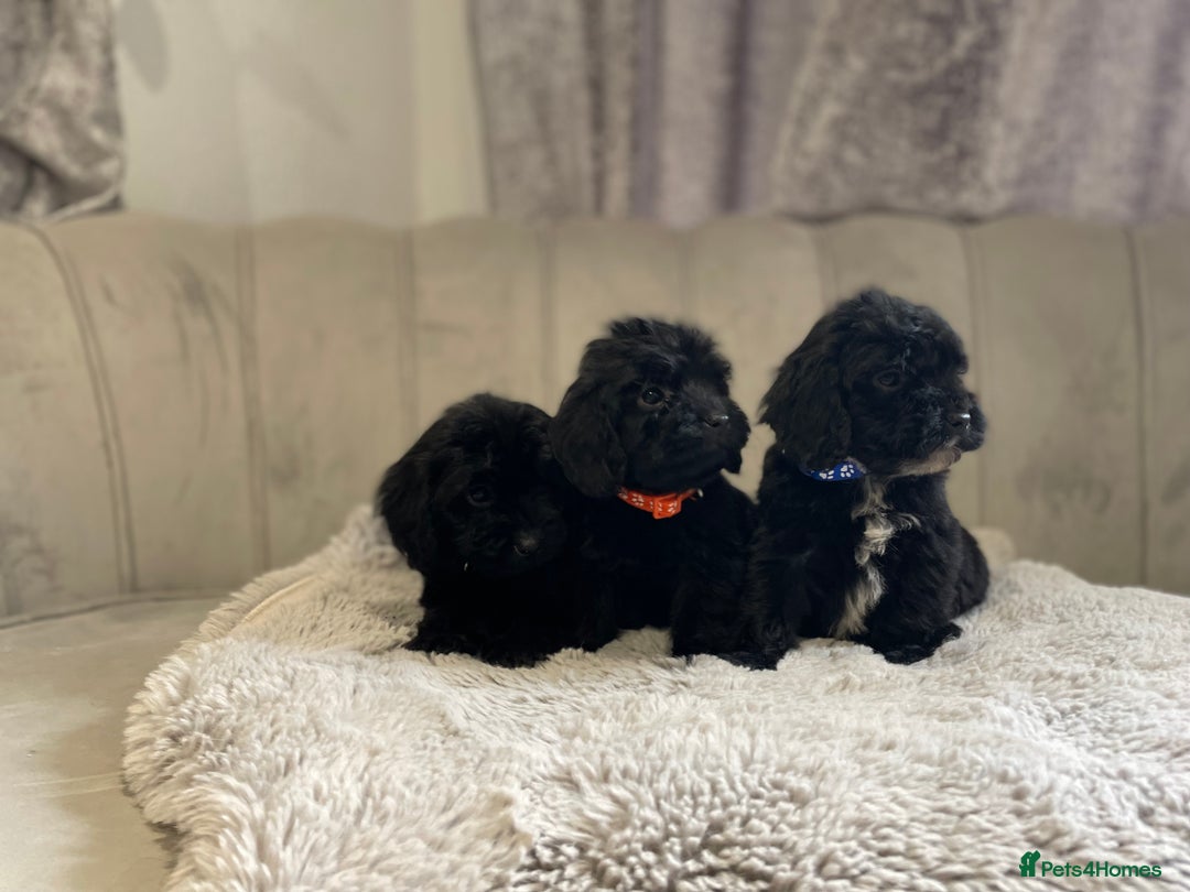 Cockapoo dogs for sale:  pra clear cockapoo puppy’s ready in 1 weeks - Image 12