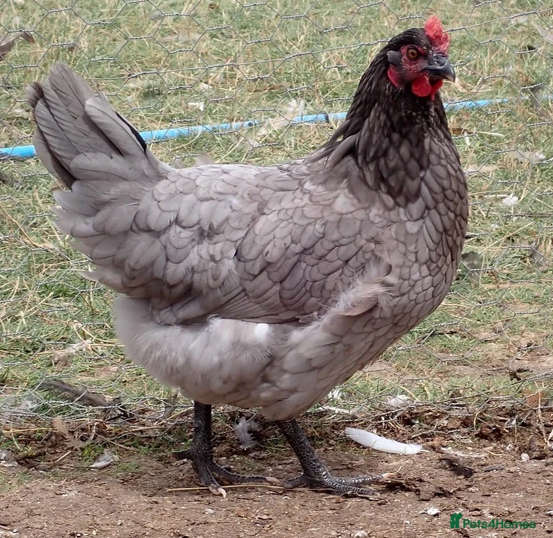 Chickens poultry Point of Lay Chickens - Hybrid Laying Hens - Advert 1