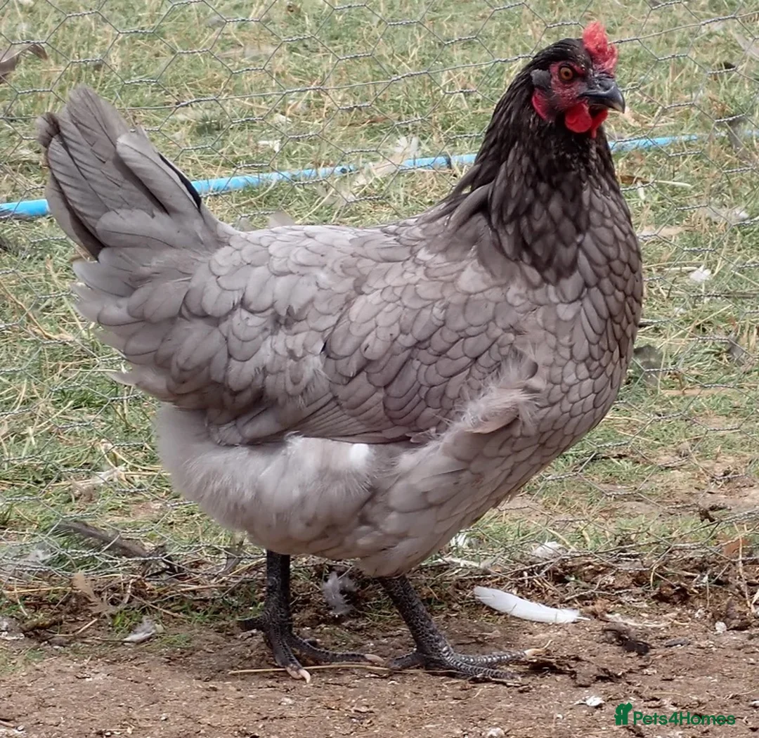 Chickens poultry for sale: Point of Lay Chickens - Hybrid Laying Hens in Canterbury - Advert 1