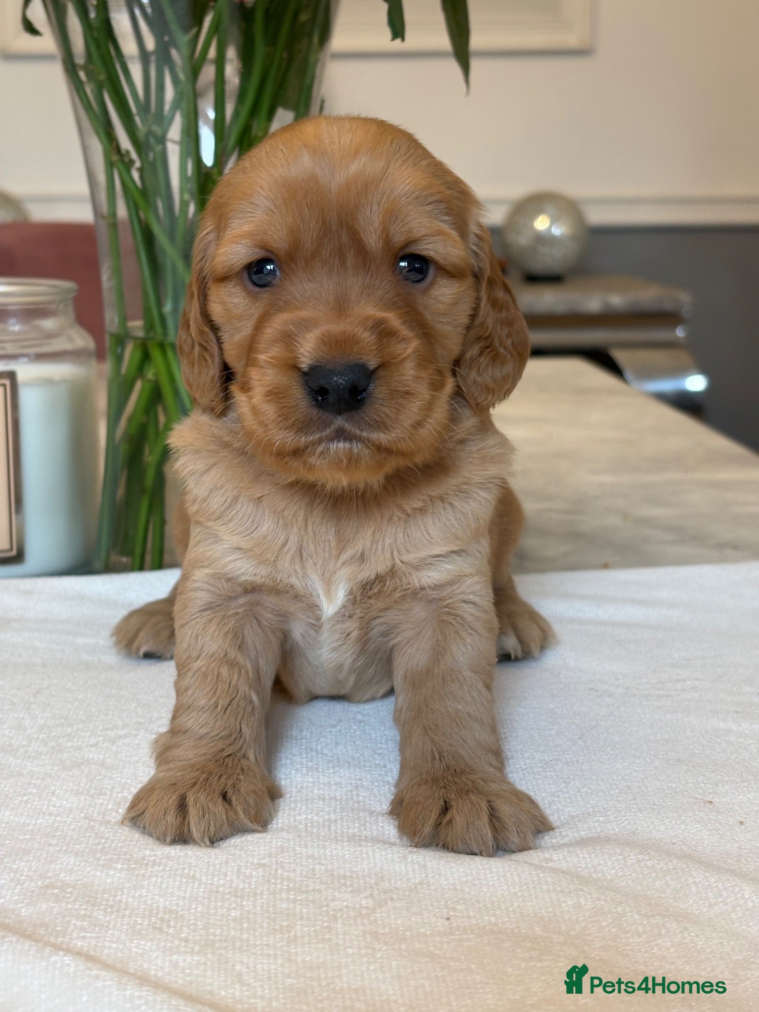 Mixed Breed dogs Mini golden retrievers ( DAKOTA SPORT RETRIEVERS)  - Advert 2