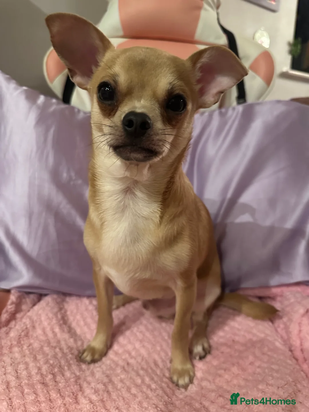 Mixed Breed dogs for sale: 2 boy chihuahua 8 months old  - Advert 2