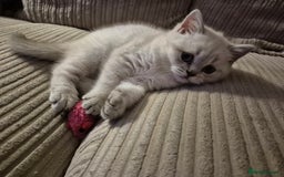 British Shorthair cats for sale: Beautiful British Shorthair girls – Ready Now! - Image 20