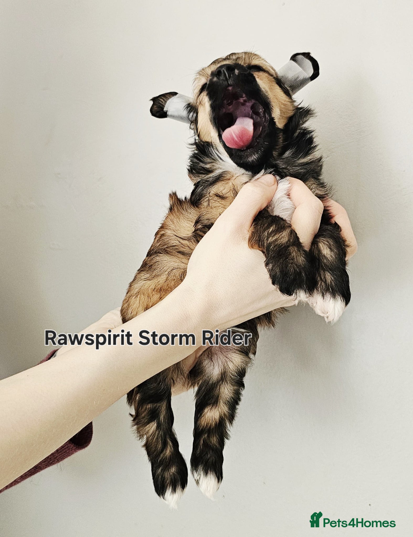 Chinese Crested dogs Hailerss girl, powder puff girl and boy  - Advert 3