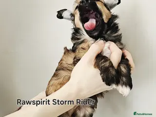 Chinese Crested dogs Hailerss girl, powder puff girl and boy - Advert 3