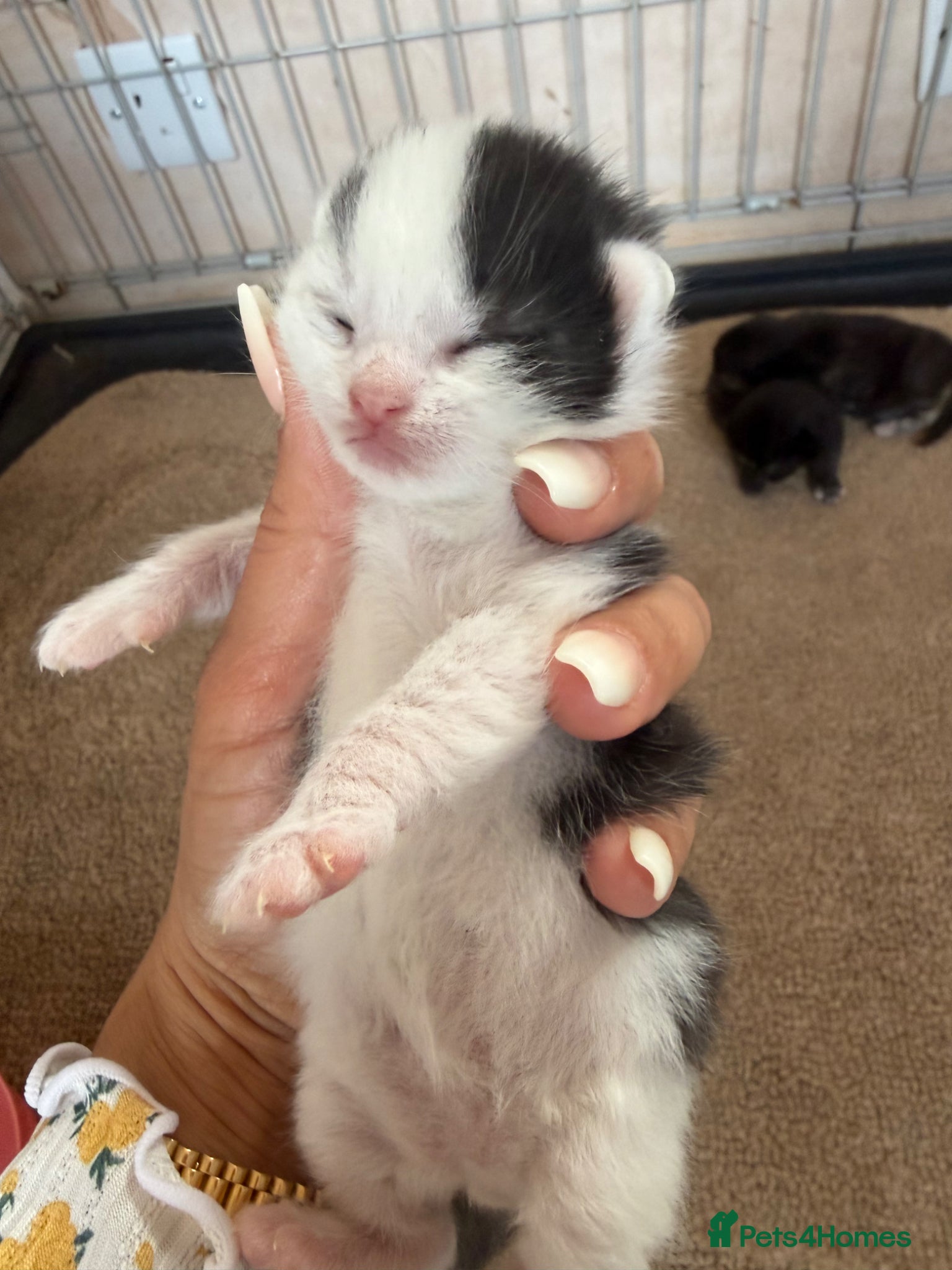 British Longhair cats British longhair kittens  - Advert 17