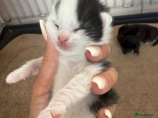 British Longhair cats British longhair kittens - Advert 17