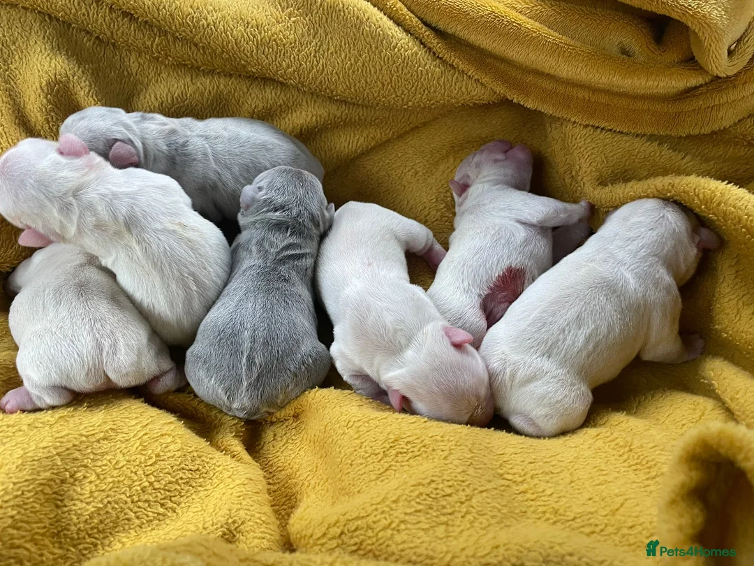 French Bulldog dogs for stud: Lilac platinum french bulldog stud in Portsmouth - Advert 11