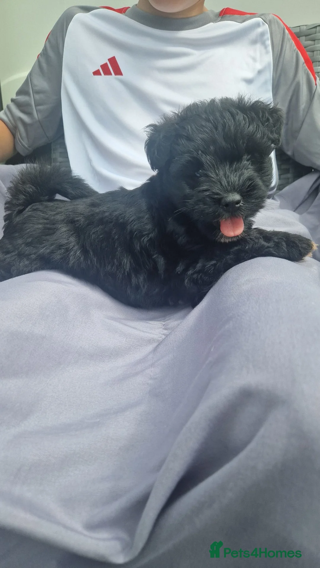 Miniature Schnauzer dogs for sale: Miniature schnauzer puppies  - Advert 1