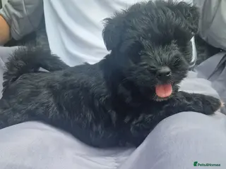 Miniature Schnauzer dogs Miniature schnauzer puppies - Advert 2
