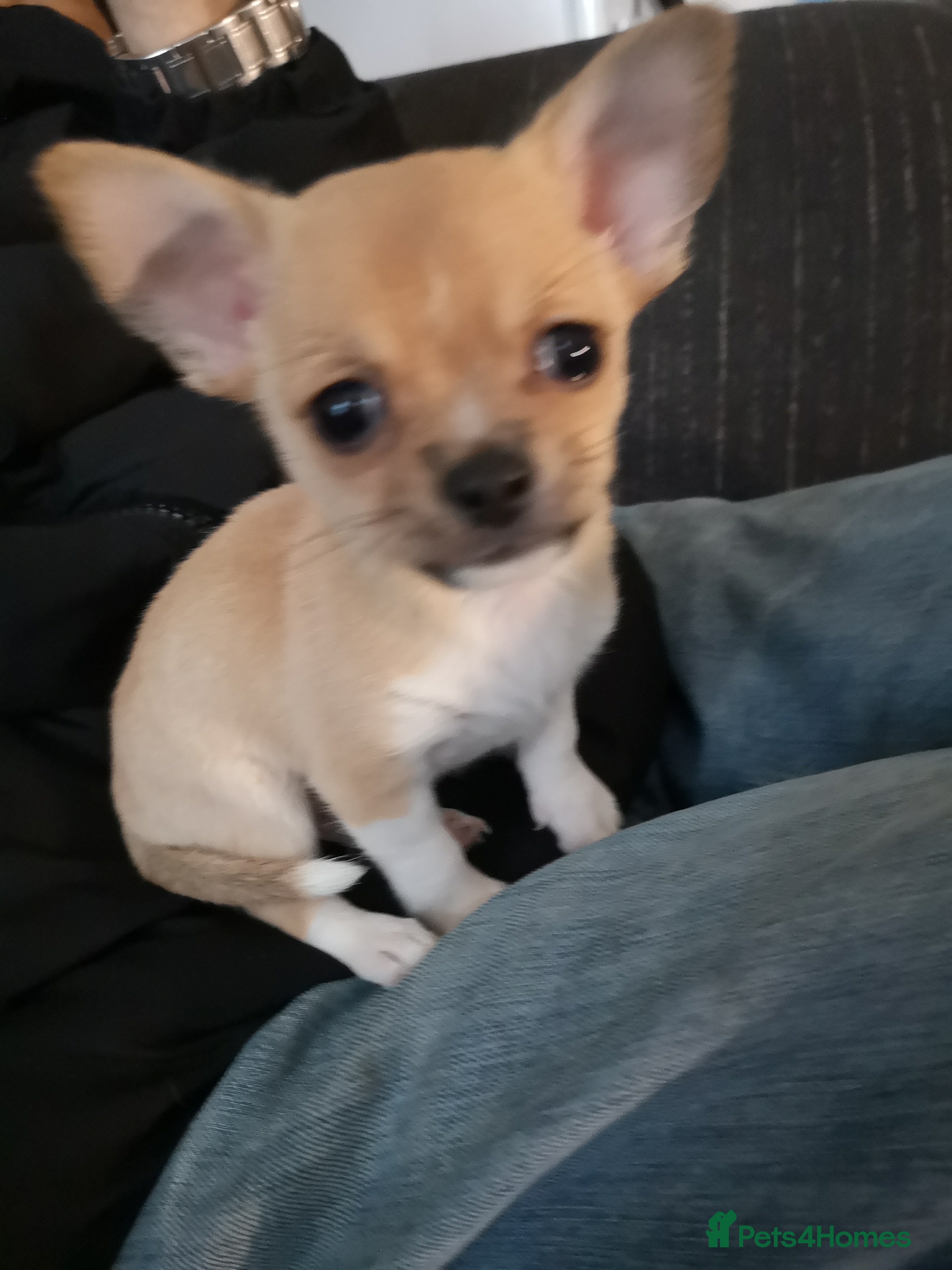 Chihuahua dogs Gorgeous tiny chibuahuas - Advert 7