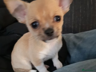 Chihuahua dogs Gorgeous tiny chibuahuas - Advert 18