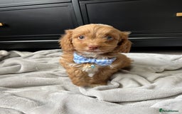 Cavapoo dogs for sale: Stunning Cavapoos  - Image 10