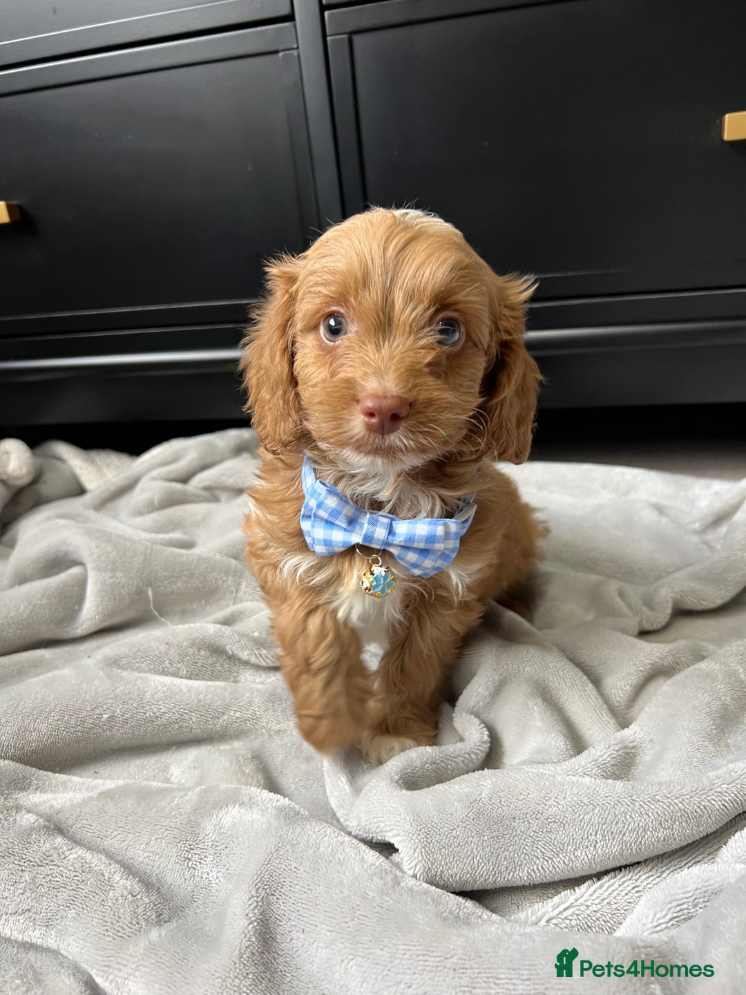 Cavapoo dogs for sale: Stunning Cavapoos  - Image 10