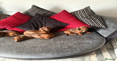 Dachshund dogs - Advert 5