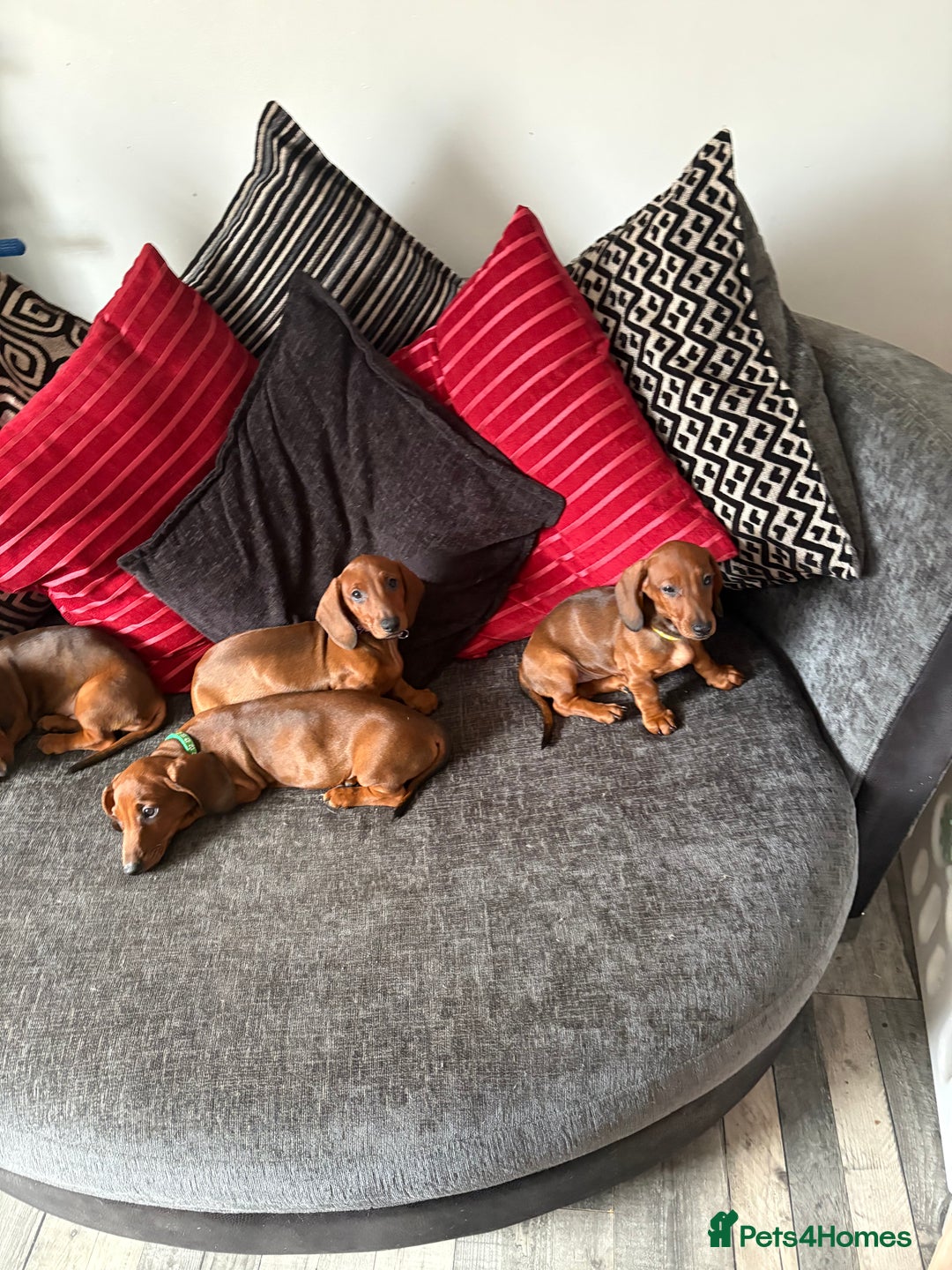 Dachshund dogs for sale: Ready now! Dachshund puppy/sausage dog 1 girl left - Image 3