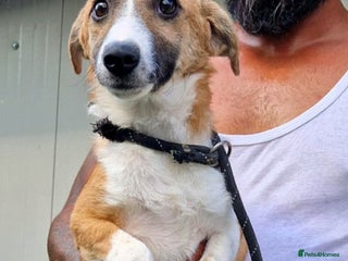 Mixed Breed dogs 🐾 Rosie – the gentle girl everyone overlooks ❤️ - Advert 2