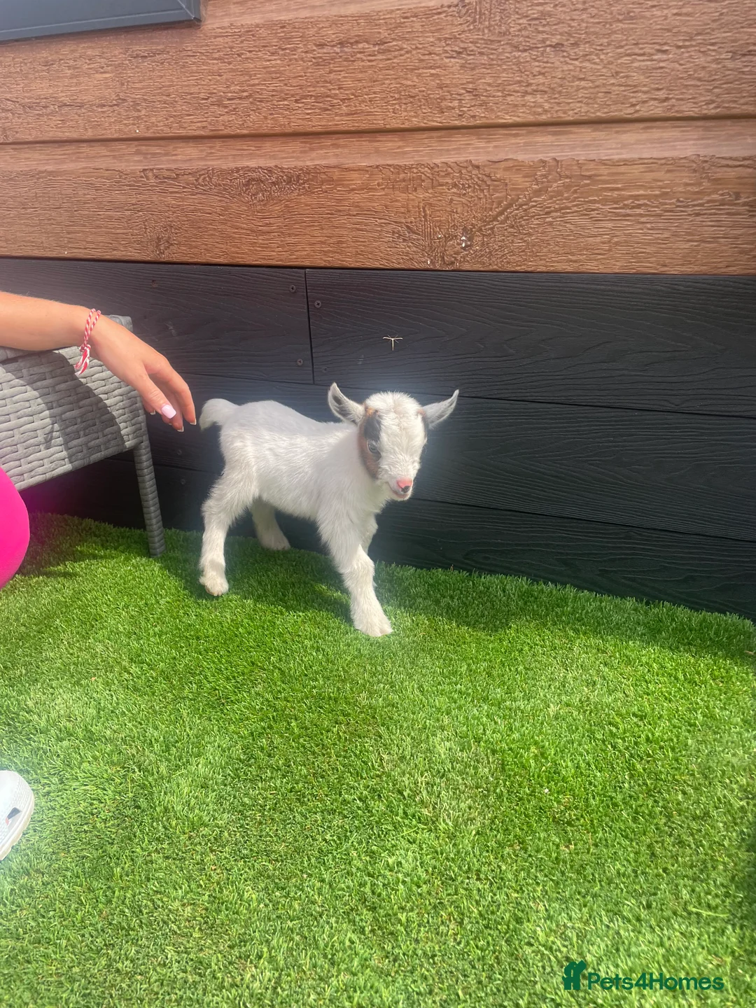 Goats livestock for sale: Pygmy goats - Advert 2