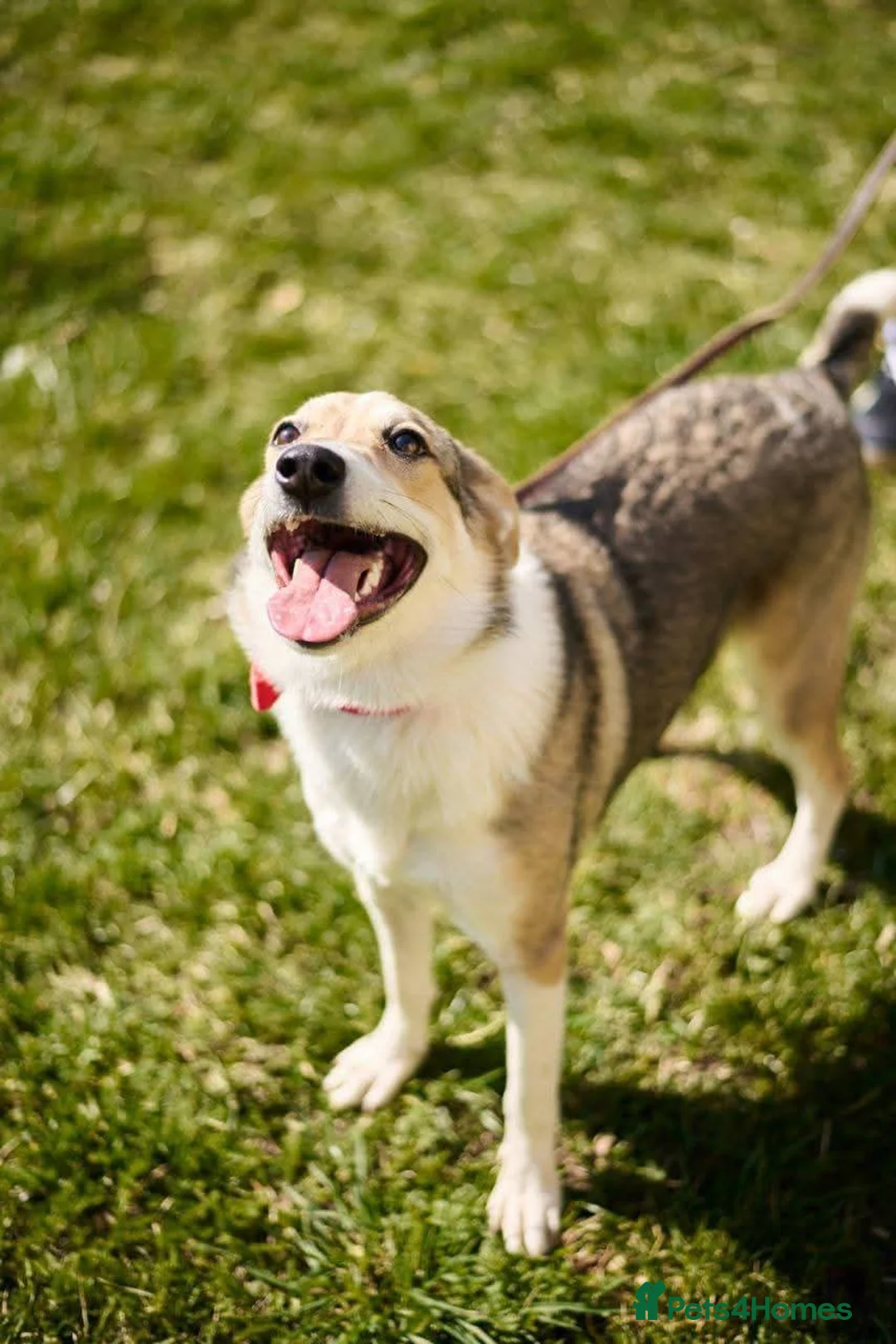 Mixed Breed dogs for adoption: FOSTER/ADOPT:❤️NINA hopes the world can be kind - Advert 5