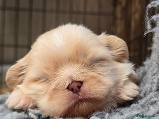 Shih Tzu dogs Gorgeous Imperial boy looking for his new family - Advert 6