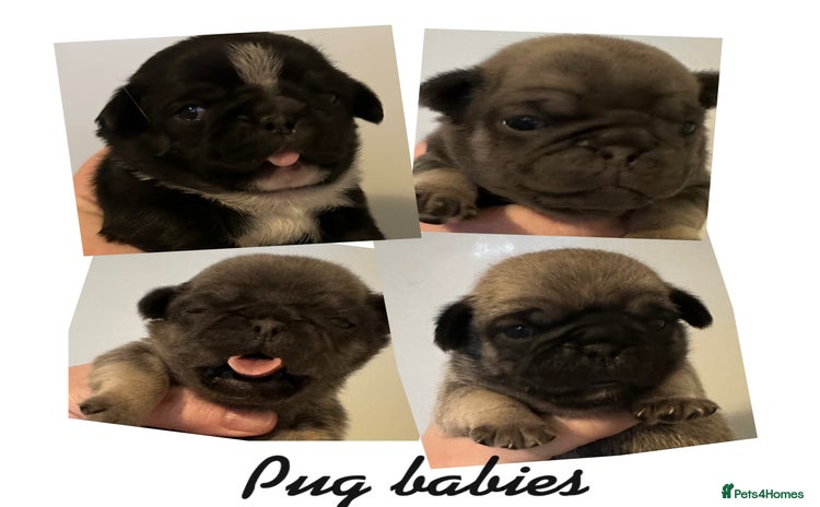 Pug dogs - Advert 2