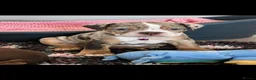 Dorset Olde Tyme Bulldogge dogs for sale: OLDE ENGLISH BULLDOG READY TO LEAVE  - Advert 7