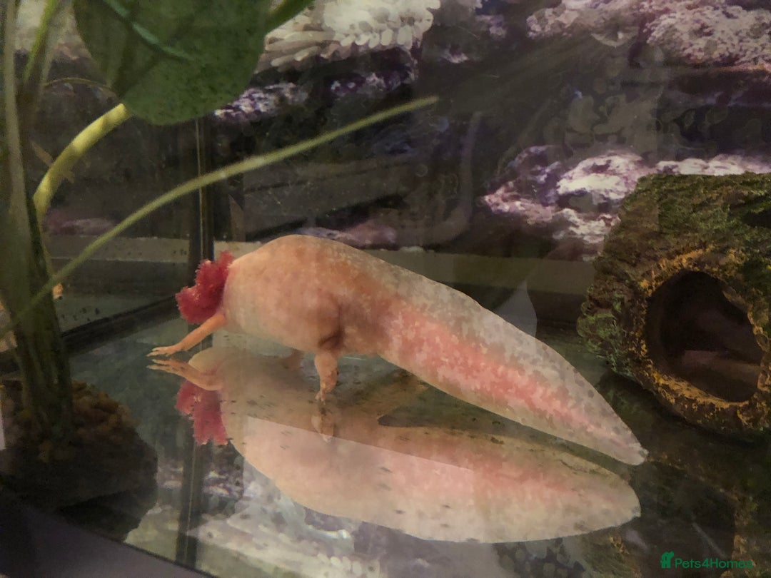 Other/Mixed Breed fish for sale: 5year old Axolotl  - Image 5