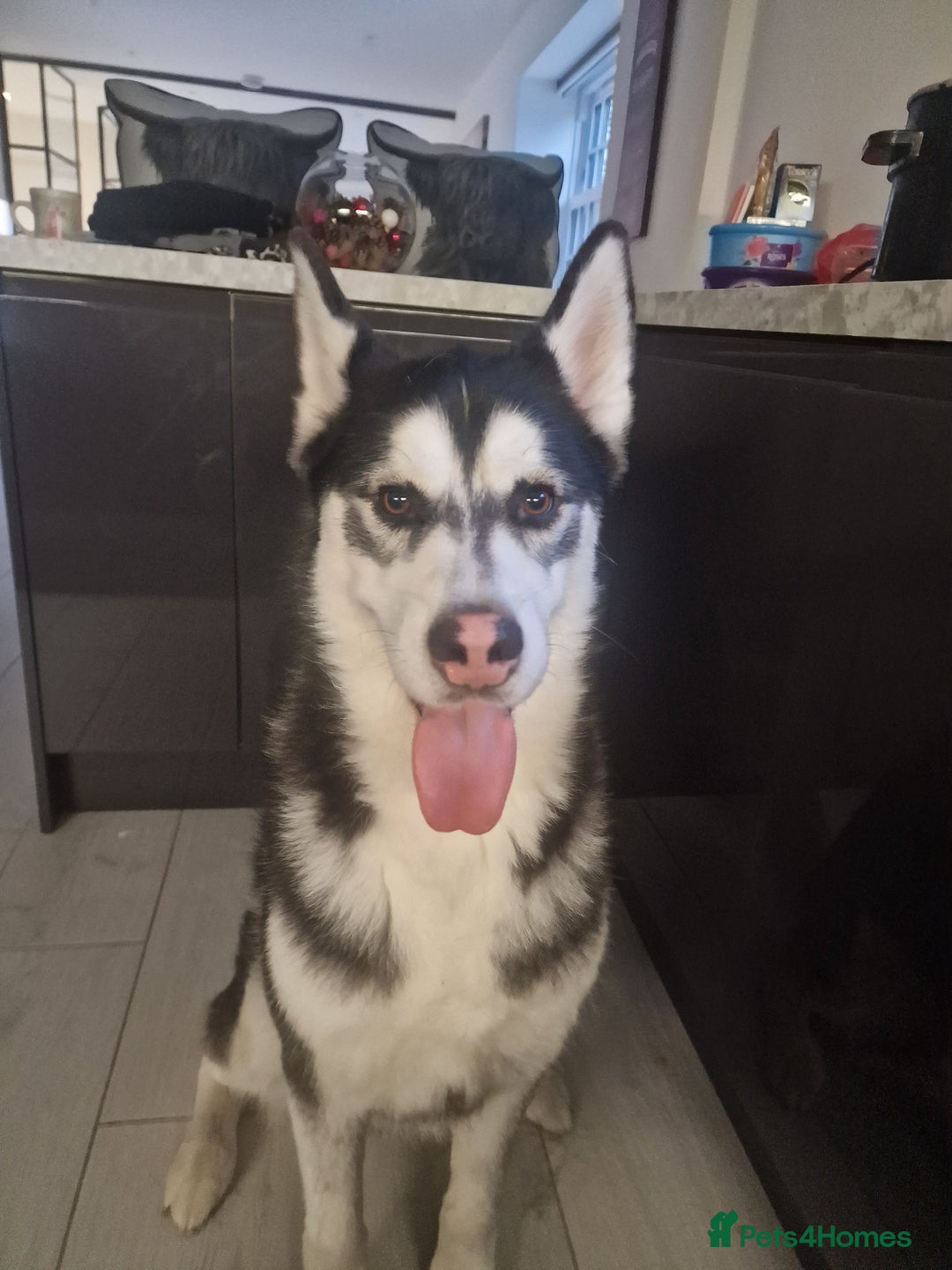 Siberian Husky dogs for sale: Siberian Husky Puppies - Image 27