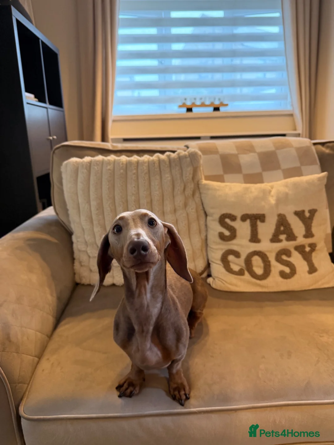 Miniature Dachshund dogs for stud: Lilac & tan Miniature dachshund in Bridgend - Advert 2