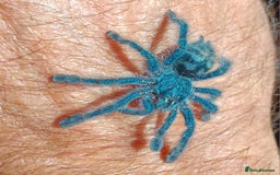 Spiders invertebrates for sale: Caribena Versicolor 4+cm spiderlings - Image 1