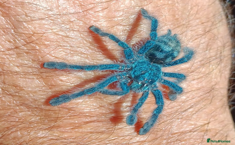 Spiders invertebrates - Advert 1