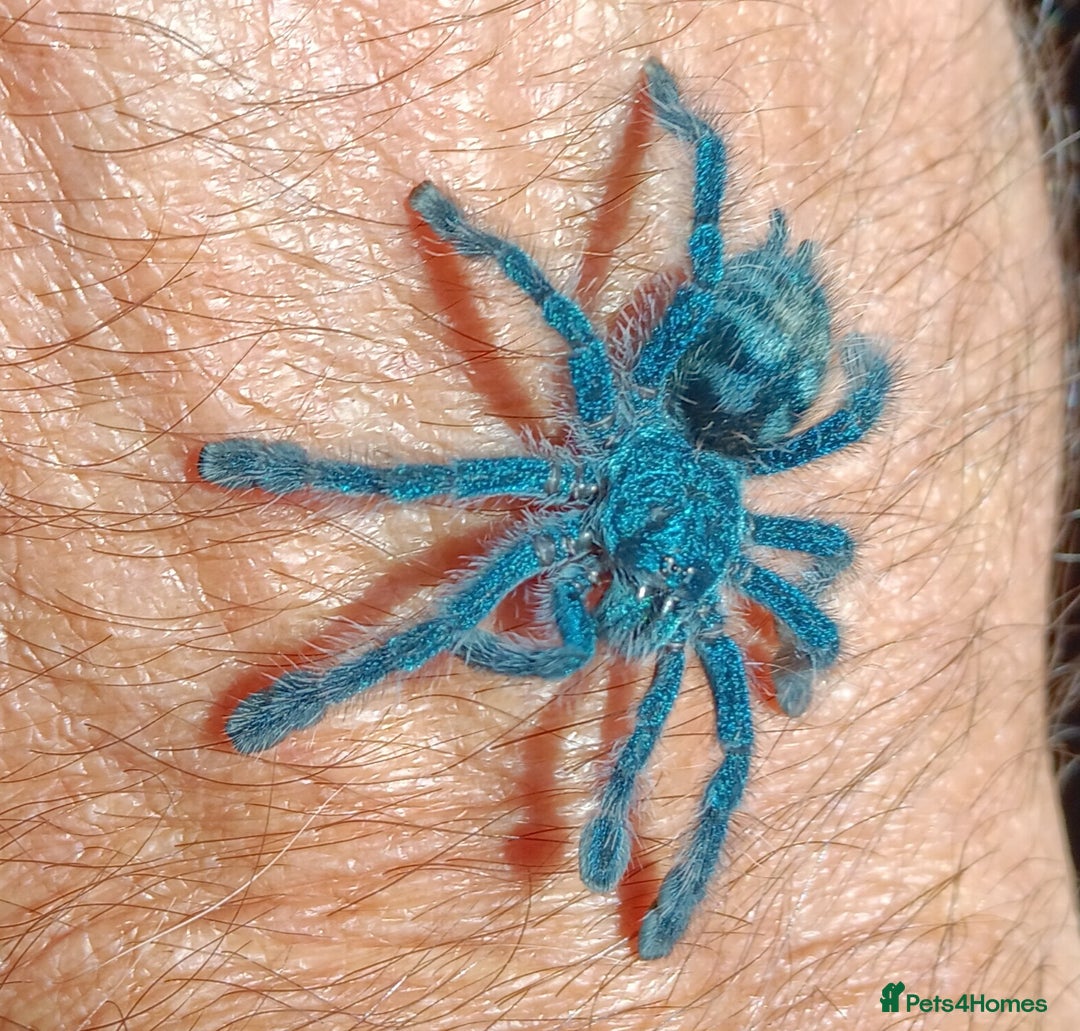 Spiders invertebrates for sale: Caribena Versicolor 4+cm spiderlings - Image 1
