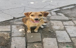 Mixed Breed dogs for sale: Adopt Adorable Rescue puppies Miki & Alice!  - Image 11