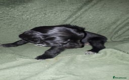 Cockapoo dogs for sale: F2b cockapoo puppies - Image 13