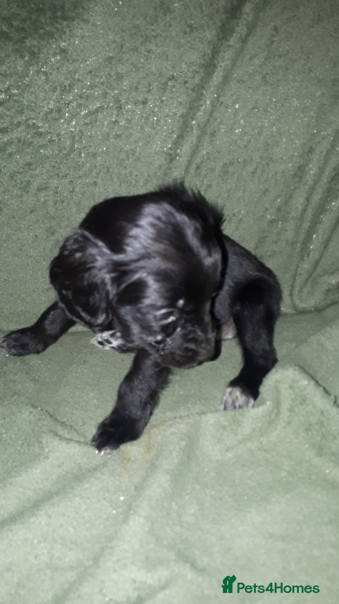 Cockapoo dogs for sale: F2b cockapoo puppies - Image 13