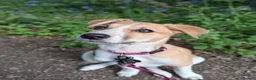 Mixed Breed dogs for sale: Female 6 month old mabel - Advert 2