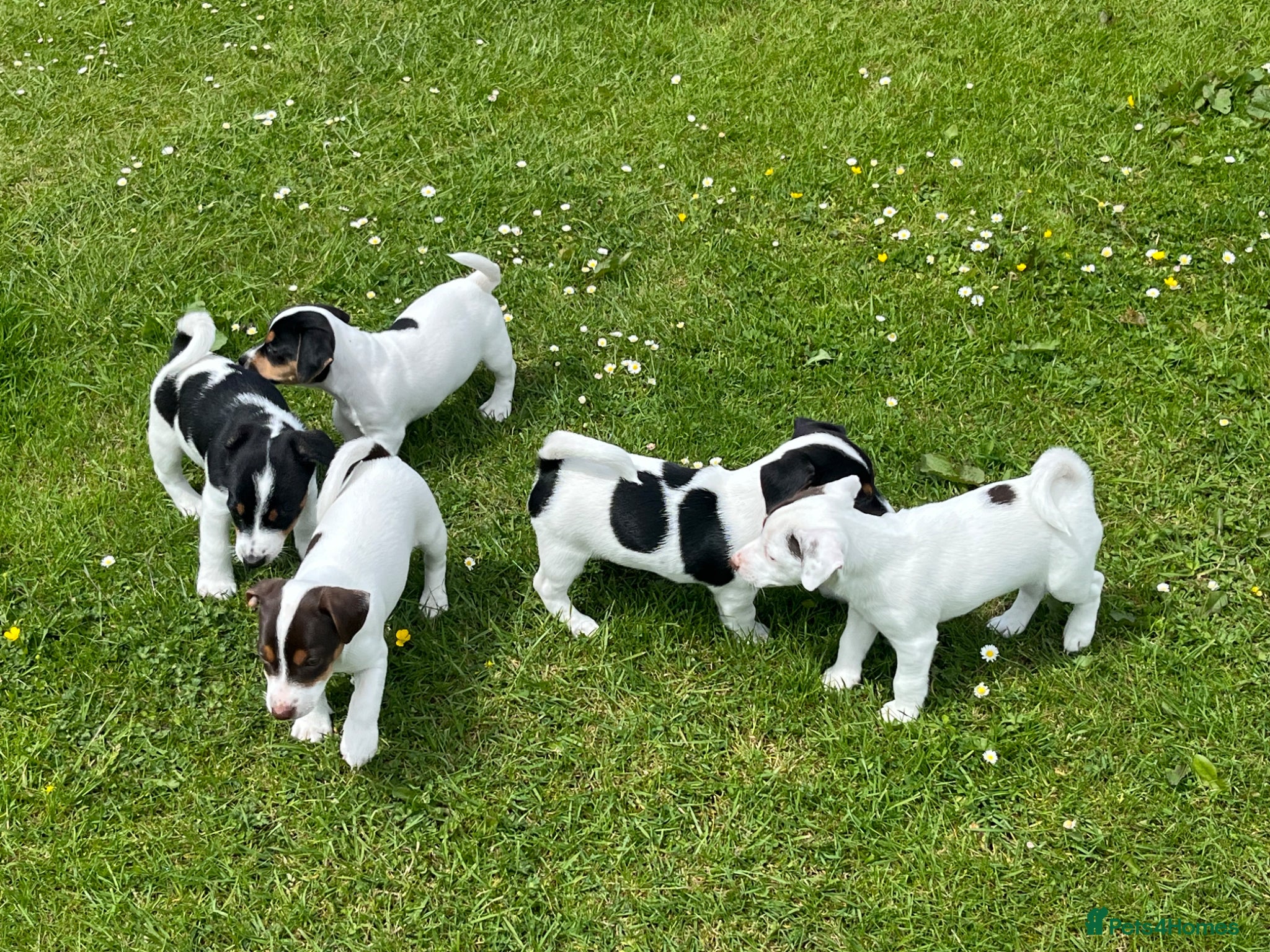 Jack Russell dogs jack russell puppies  - Advert 1