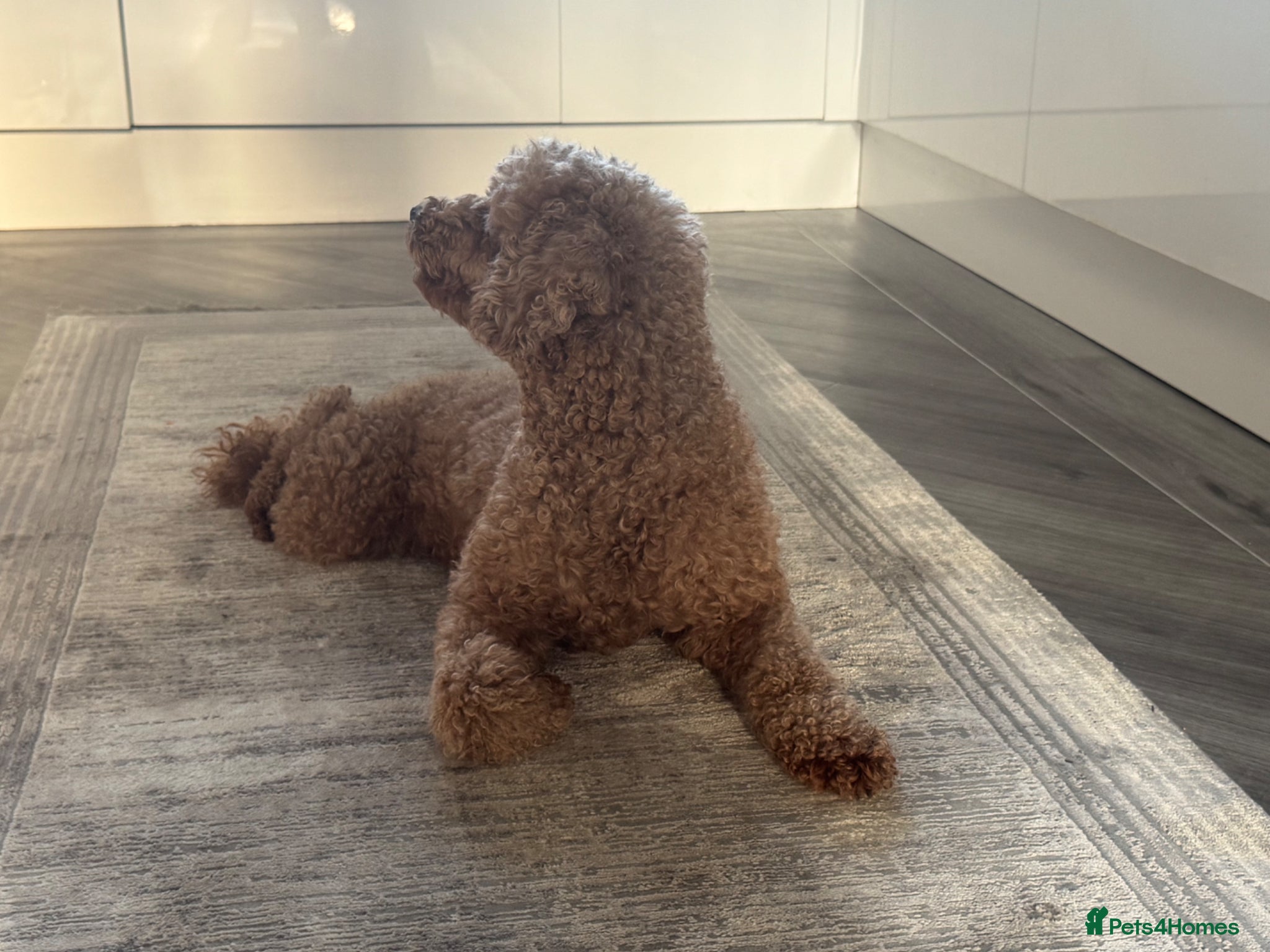 Mixed Breed dogs Toy puddle  - Advert 3