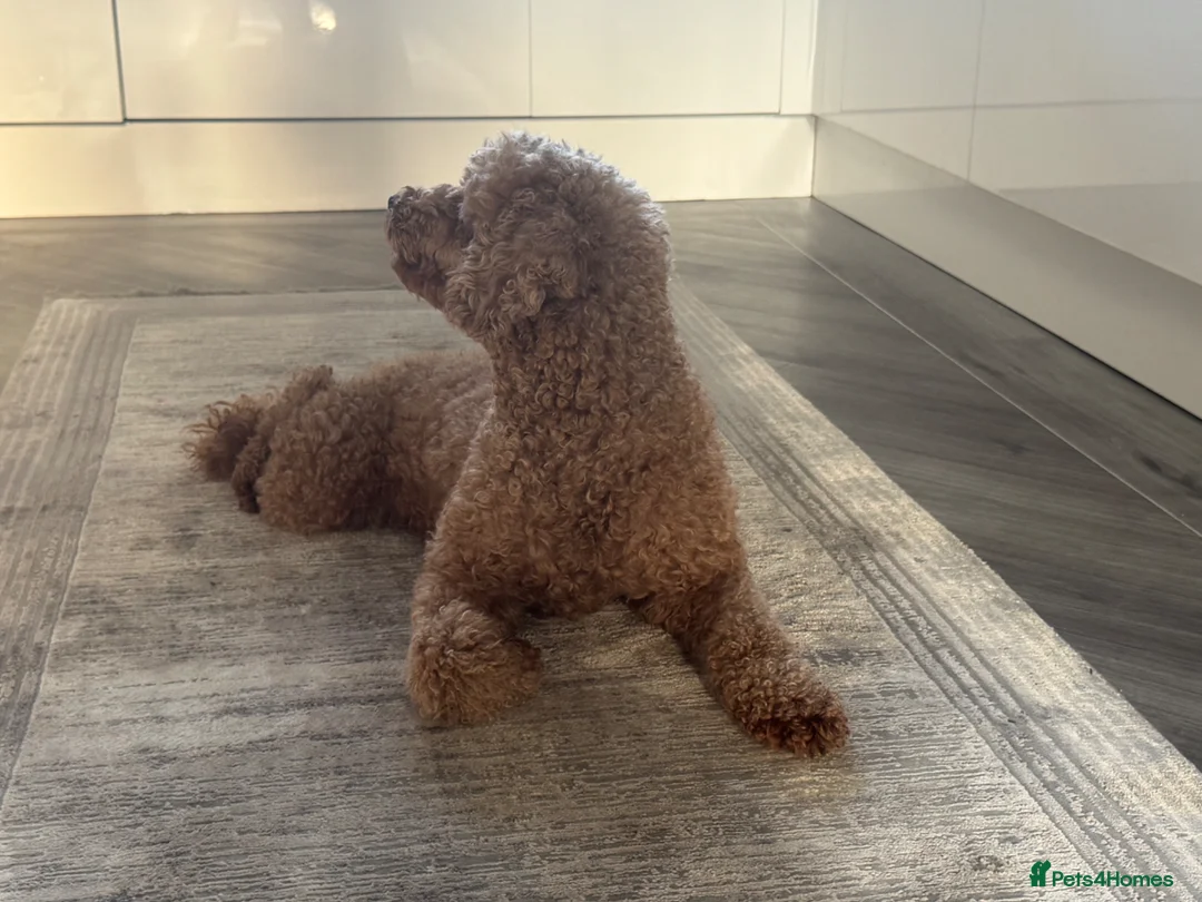 Mixed Breed dogs for sale: Toy puddle  - Advert 1