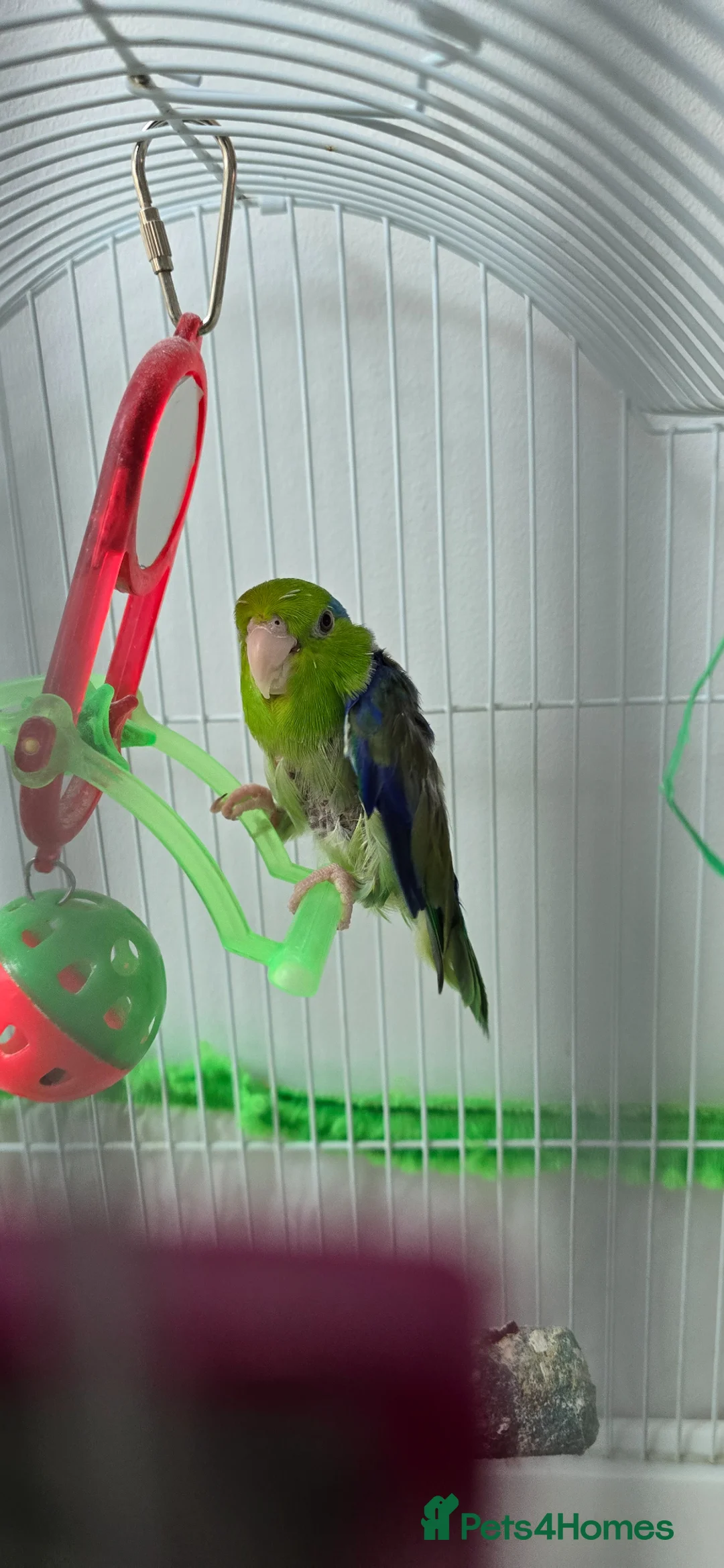 Parrots birds for sale: Parrotlet with cage and toys  for sale in London - Advert 2