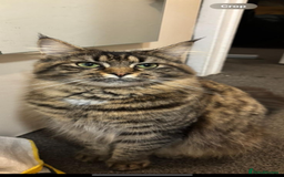 Maine Coon cats for sale: Pure bred Maine coon kittens  - Image 4
