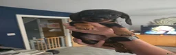 Dachshund dogs for sale: 5 Dachshund puppies  in Horley - Advert 7