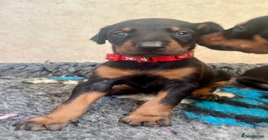 Dobermann dogs - Advert 9