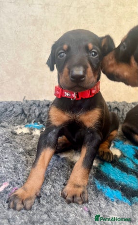 Dobermann dogs - Advert 1