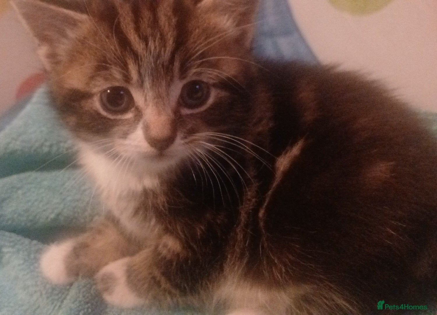 Mixed Breed cats Beautiful litter of 3 kittens - Advert 2